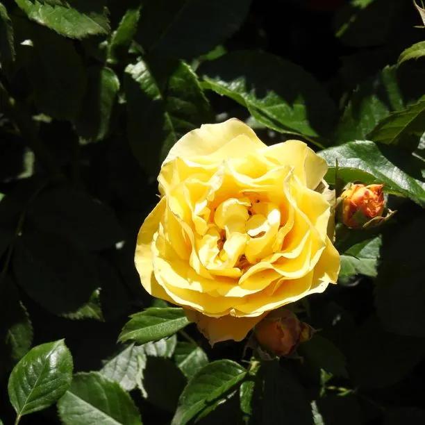 Golden Angel Patio Rose (Rosa Golden Angel) 1